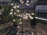 Magnolii de vanzare