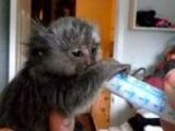Maimuță de marmoset pigmeu Disponibil pentru adoptare