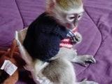 maimuțe capucin drăguț pentru adoptare