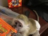 maimuțe capucine bine pregătite pentru adoptare