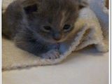 maine.coon rasa pura