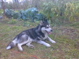 Malamut de Alaska