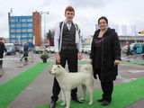 Mascul Akita Inu Monta