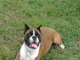 MASCUL BOXER