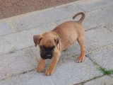 Mascul Boxer german, 2 luni