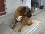 mascul boxer pt monta