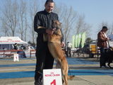 mascul ciobanesc belgian malinois ptr monta