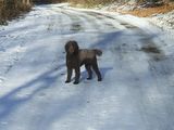 mascul lagotto romagnolo pentru monta