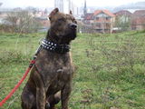 Mascul Pitbull pentru monta