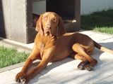 Mascul Vizsla cauta Iubita