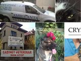 medic veterinar non stop