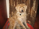 Metis Grifon