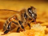 Miere de albine