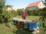 Miere poliflora - Timisoara