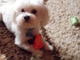 Monta Bichon Maltese