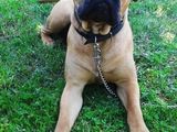 Monta Bullmastiff