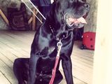 Monta cane corso