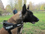 monta ciobanesc belgian malinois