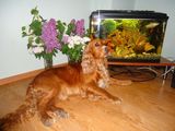 MONTA- Coker Spaniel auriu-roscat