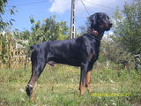 monta doberman