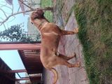 Monta Dog de Bordeaux