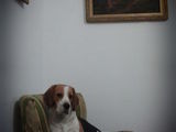 monta mascul beagle
