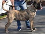 Monta Mascul Presa/Dogo Canario Giurgiu