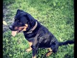 Monta Mascul Rottweiler