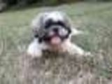 Monta Shih Tzu
