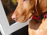monta vizsla