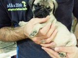 MOPS bej cu masca neagra sau mops negru