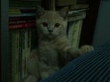 Motănei British Shorthair Cream