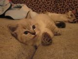 motanel birmanez seal lynx point