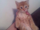 Motanel de adoptat!