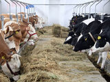 Munca in ferme de animale din Germania