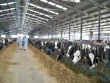 Munca in ferme pentru necalificati.