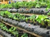 Muncitori Germania la plantat capsuni.