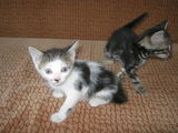 Neko si Deko pisoi spre adoptie