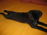 nero cauta familie adoptiva