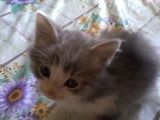 Ofer 3 pisicute