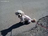 ofer caine bichon maltez pentru monta