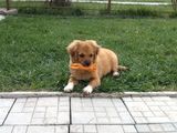 Ofer caței spre adoptie iubitorilor de animale URGENT