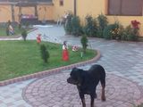 Ofer Gratuit mascul Rottweiler pentru monta