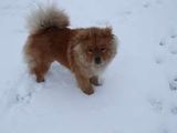 Ofer mascul Chow Chow pt monta