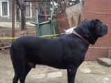 Ofer pentru monta mascul Cane Corso