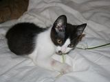 Ofer pui pisica spre adoptie