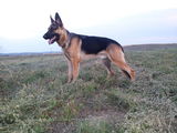 Ofer servicii Dog Sitter (tip pensiune) !