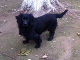 Ofer sper adoptie metis de teckel cu cocker (anunt doar pentru Bucuresti)