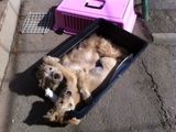 ofer spre adoptie 2 pui metis fetite de 3 luni talie mica