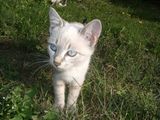 ofer spre adoptie 3 pisicute